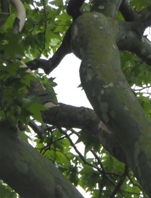 Massaria-infected branch high up in a London plane as seen with a zoom lens.